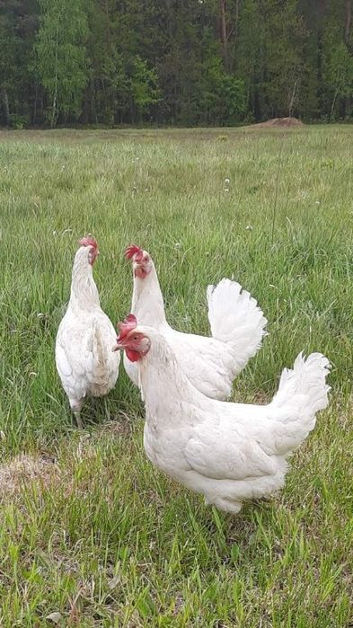 Kury Nioski w różnym wieku