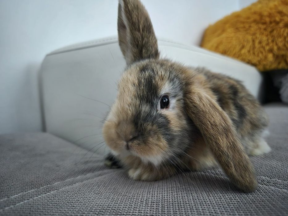 Króliki miniaturowe Baranki. Sklep zoologiczny Rafa Kraków.