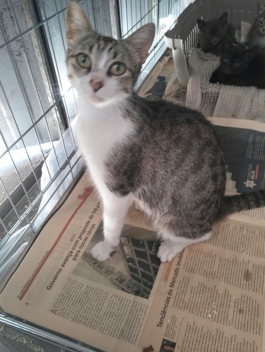 Gatinhos para adoção responsável