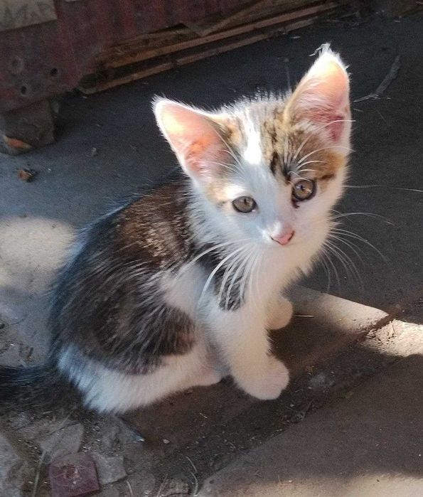 Котик 4 месяца ищет семью