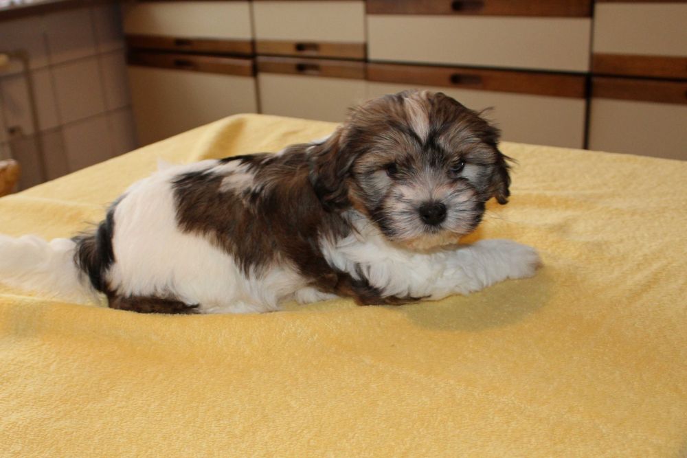 Śliczny Szczeniak z Rodowodem