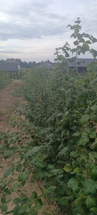 Sadzonki maliny Przechyba