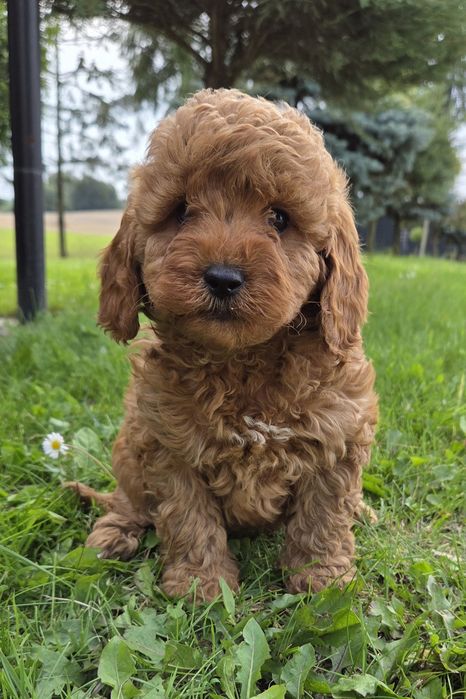 Cavapoo F1B SUNIA