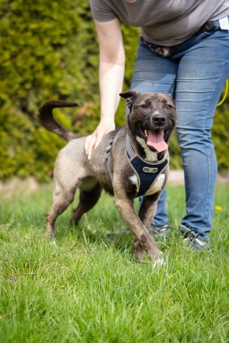 Lara szuka domu Schronisko Napierki