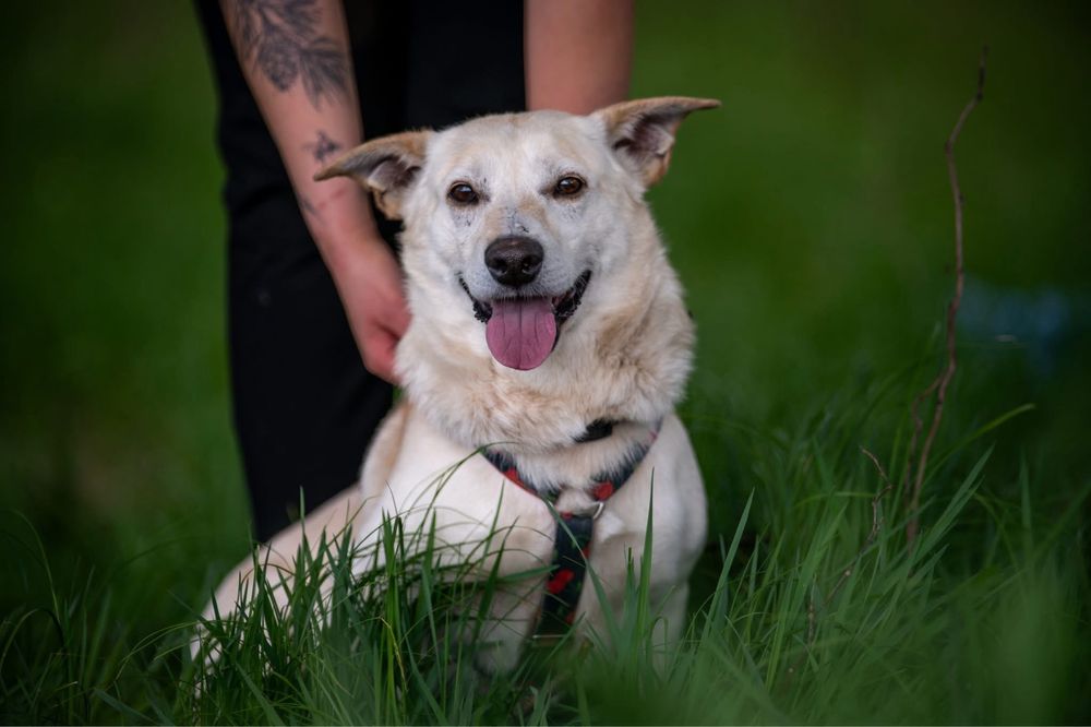 Cheerios szuka domu!