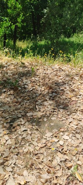 Tereno para venda Lugar de Moura Morta, Pêso da  Régua, Vila Real. Áre — Bonfim, Porto