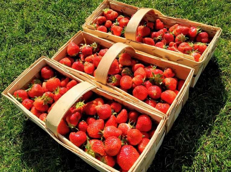 75szt SENGA SENGANA sadzonki truskawek ZENGA