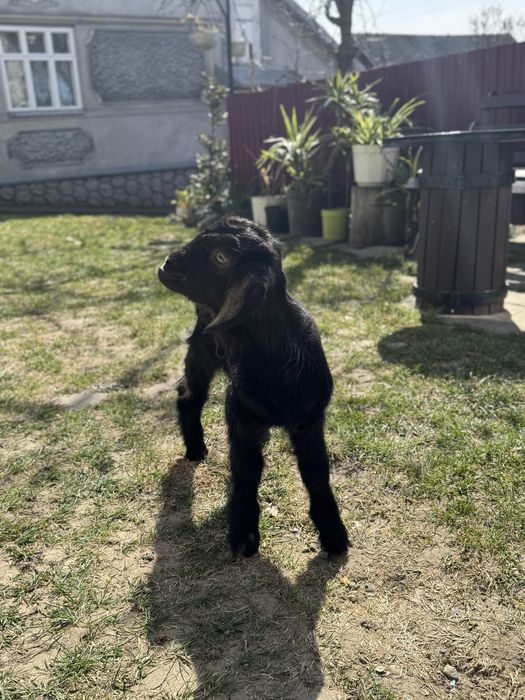 Козлик занівсько-нубійський шукає родину