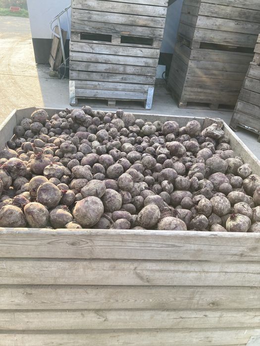 Buraki ćwikłowe paszowe