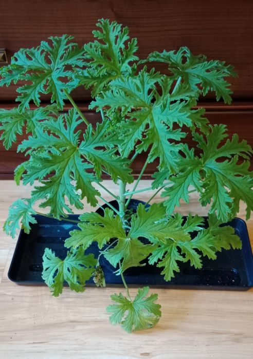 Pelargonia pachnąca, anginka , geranium