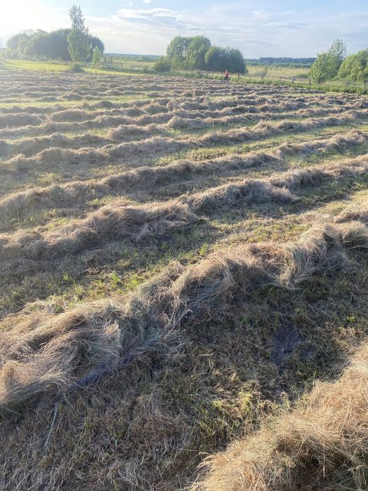 Продам сіно, лугове цьогорічне 2026
