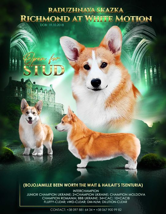 вельш коргі пемброк ,дівчинка бобтейл