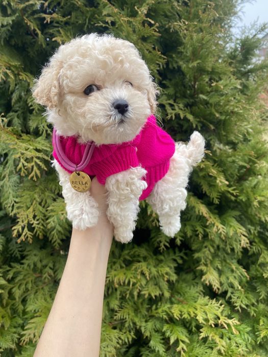 Мальтіпу мікро мальтіпушки