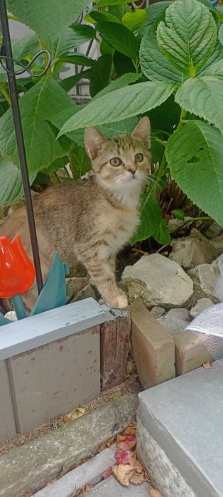 Oddam kotki za darmo