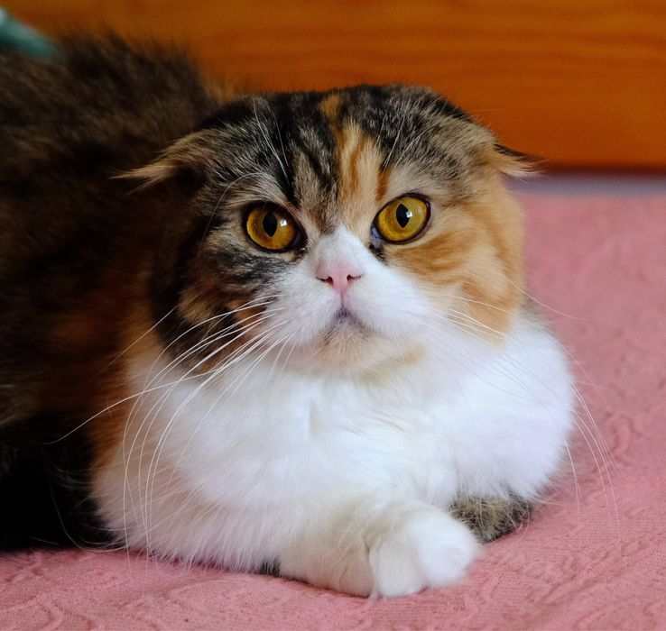 Haighland fold femea