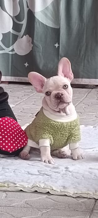 Біляшик хлопчик лілак платіна