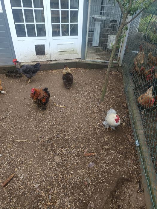 Sedosas variadas e galinhas frisadas