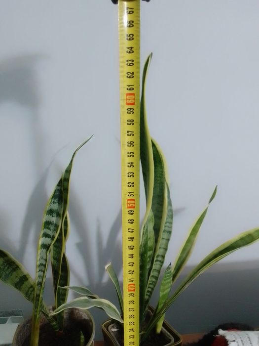 Сансеверія "Тещин язик"