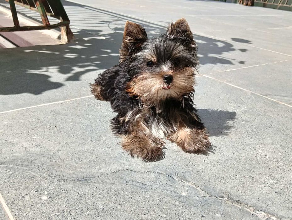 Szczeniak Yorkshire Terrier - piesek