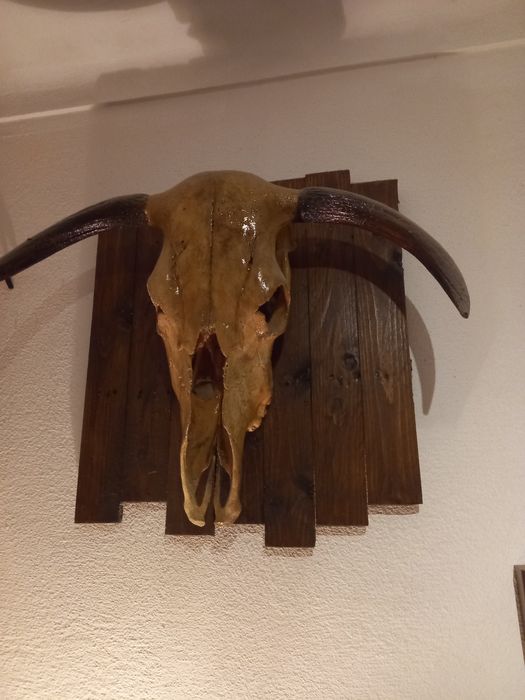Crânio de bovino envernizado