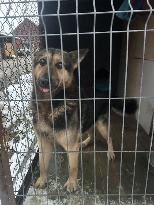 Atos, uwielbia ludzi i czeka na dom