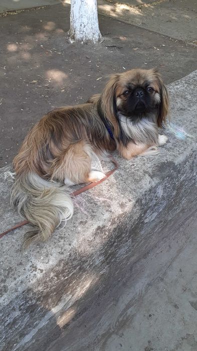 Пекинесик ждет девочку на вязку