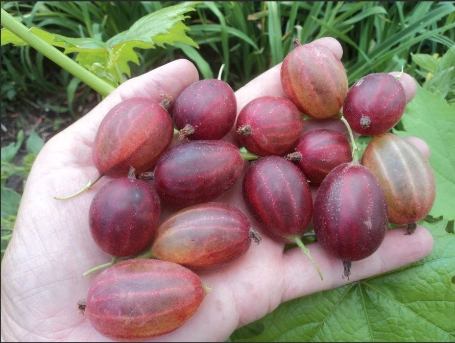 Саженцы крыжовник финик