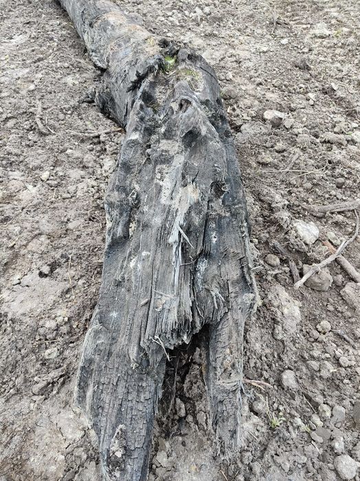 Sprzedam kłodę czarnego dębu.