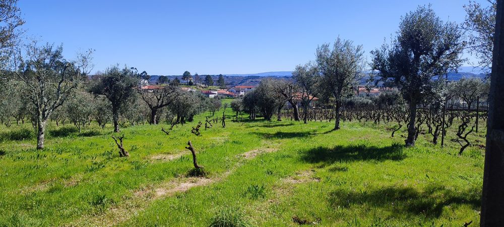 Terreno a 24km de Viseu — Viseu, Viseu