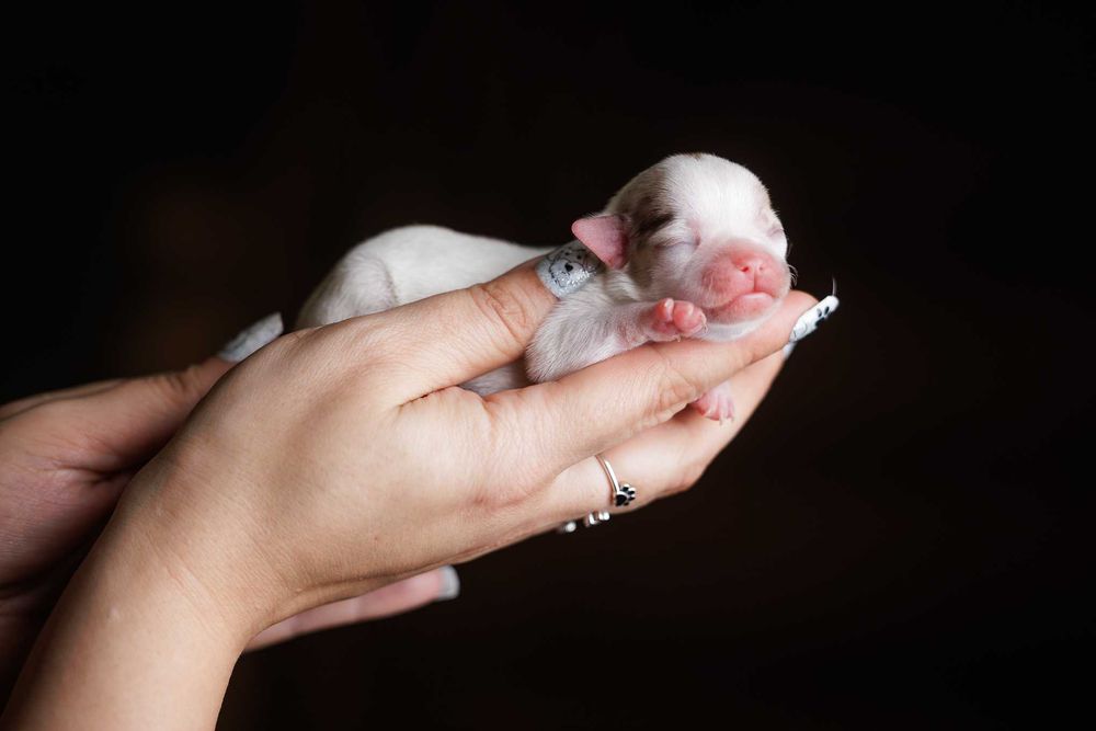 Chihuahua krótkowłosa* mini dziewczynka white&merle