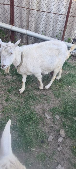 Дойні кози Зааненські