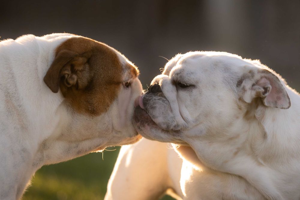 Buldog Angielski śliczna  dziewczynka