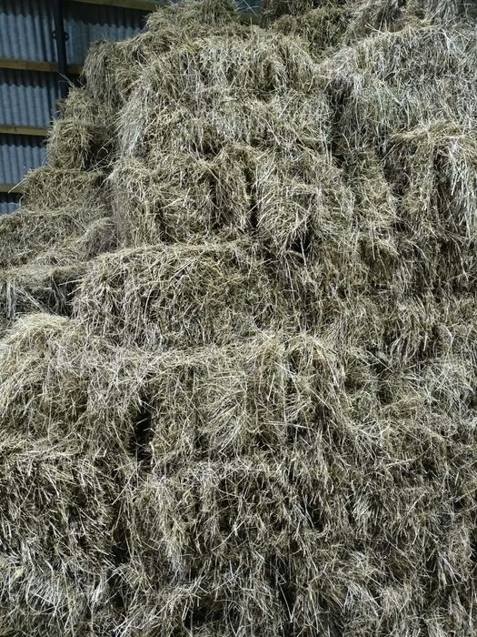 siano w kostkach 2025