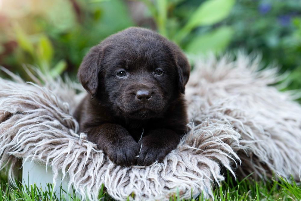 Labrador Retriever – FCI odbiór początek Września