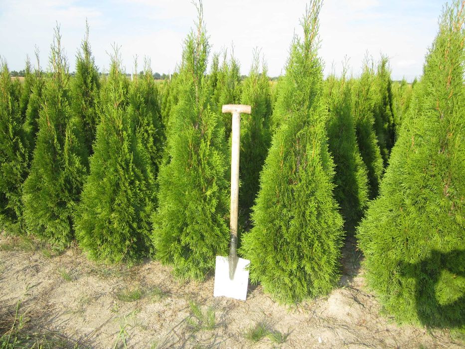 170cm tuja SZMARAGD 150cm smaragd ‼️ PRODUCENT ‼️ 180 160cm transport