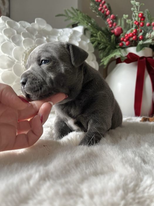 Staffordshire Bull Terrier Staffik