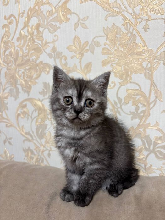 Шотландська короткошеста которадість)