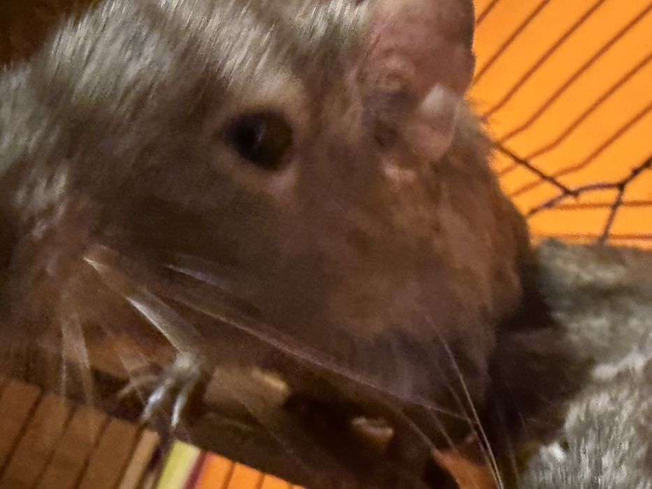 Koszatniczki za darmo Olsztyn