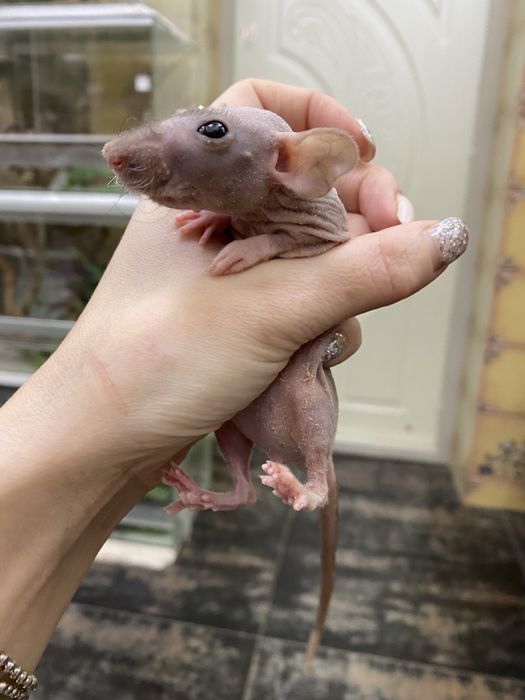 Щурик декортивний дамбо сфінкс