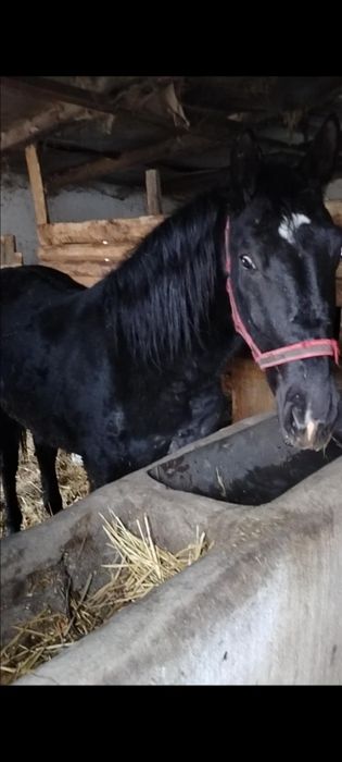 Klacz Śląska programowa zamiana