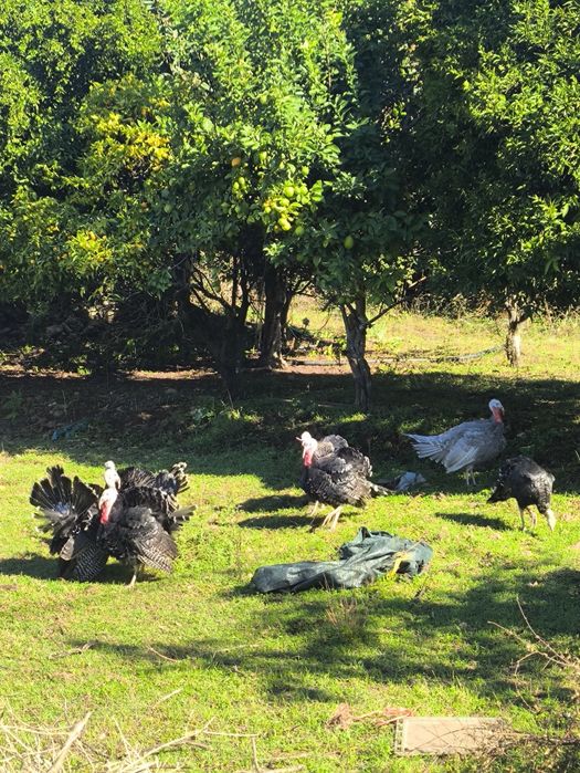 Perus criados no campo
