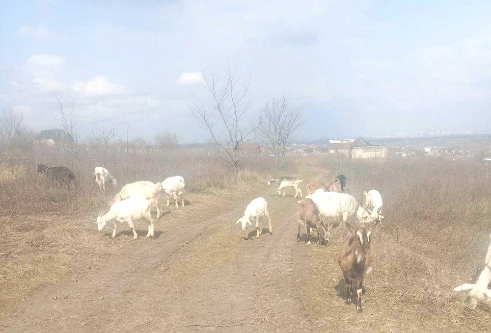 Козье Молоко, Творог, Сыр, Мясо