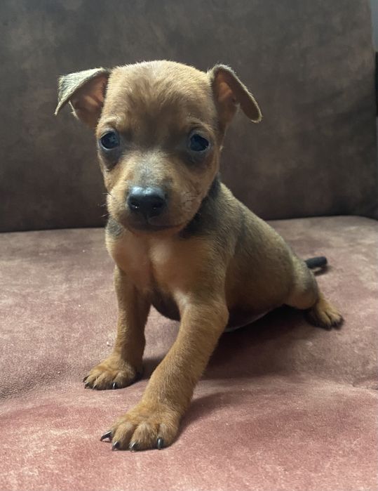 В'язка цвергпінчера