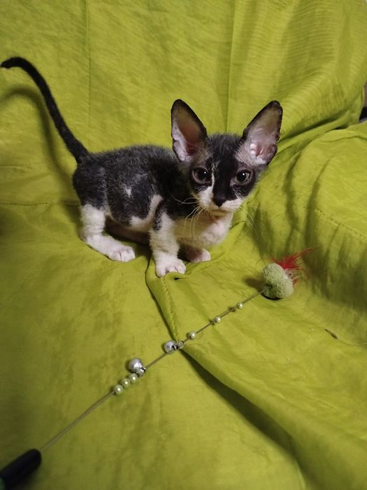 Сфінкс кошенята Бамбіно коротколапі