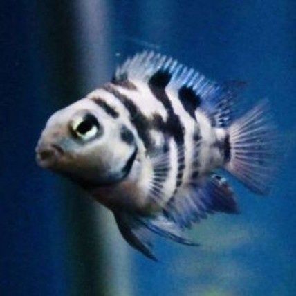 Papagaio Tiger Blue Sapphire Amphilophus citrinellus