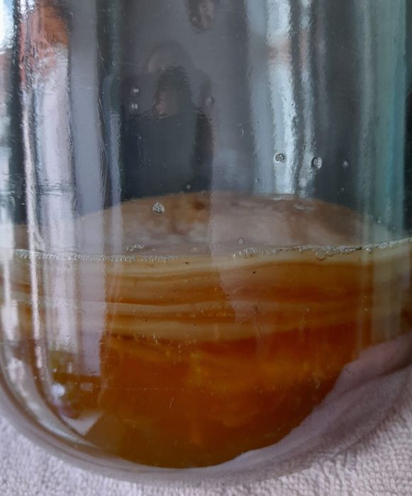 Гриб-медузник/чайний/kombucha
