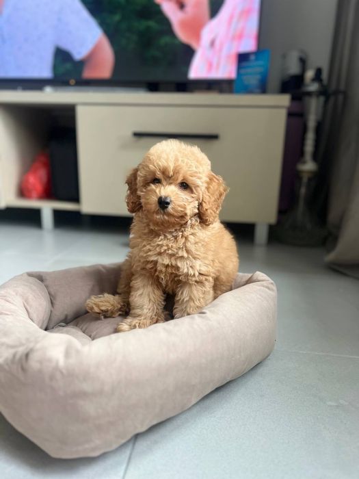 Продаж цуценят мальтіпу