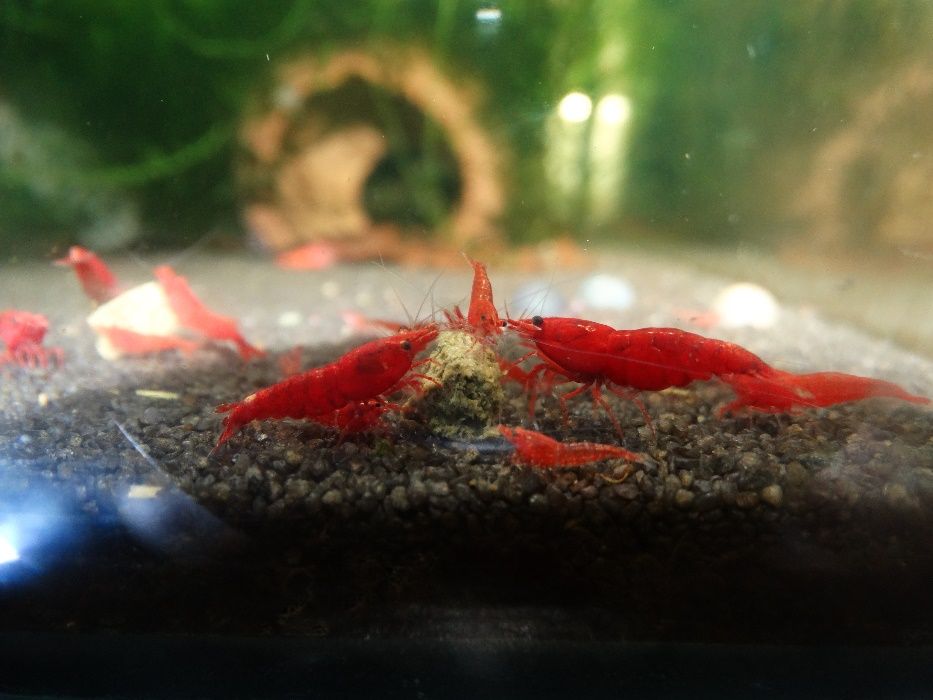 Krewetka/Krewetki/Mech/Mchy/Bucephalandra/Rarytas ZAMIANA PROMOCJA