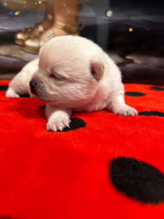 chihuahua sunia krotkowlosa