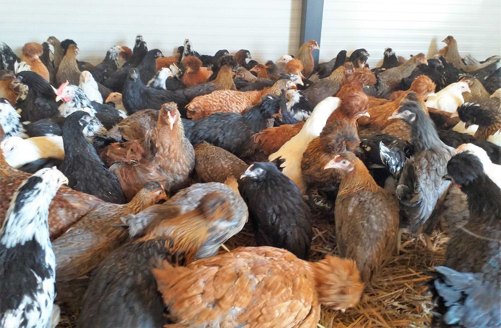 Kury nioski,wszystkie kolory+czubatki,tęczówki,green shell